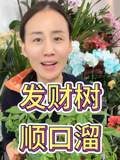 养发财树顺口溜#花卉绿植 #爱生活爱养花 #发财树养护 #花卉 #发财树
