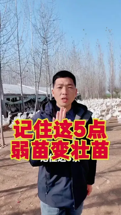 记住这五条，弱苗变壮苗。#狮头鹅养殖 #养鹅技术分享 #科学养鹅 #养鹅人 #三农养殖