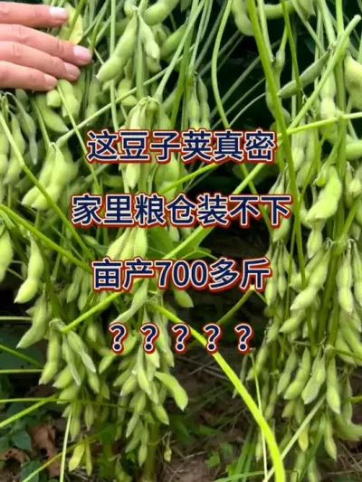 这豆子荚真密，亩产700多斤 #服务三农支持三农 #抖音助农 #农业种植 #高产大豆 #大豆高产
