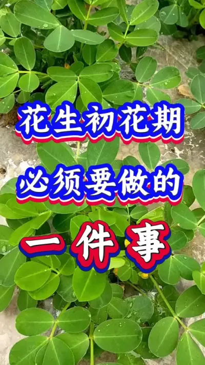 花生初花期必须要做的一件事#花生种植 #花生高产 #种花生 #花生种植管理技术 #花生高产种植技术
