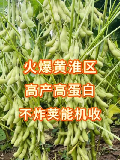 买我们的豆种，为您提供全程一对一技术指导服务 #三农流量扶持计划 #大豆种植 #农业种植 #抖音助农扶农 #增产增收才是硬道理
