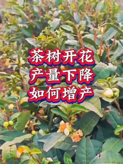 #服务三农支持三农 #茶 #茶树种植技术与管理 #茶园管理 茶树开花这样管理
