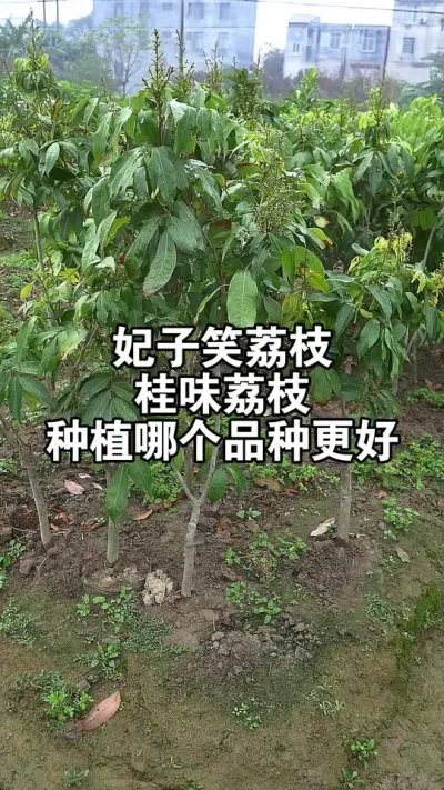 妃子笑荔枝和桂味荔枝，种植哪个品种好呢 #果苗供应 #妃子笑荔枝#桂味荔枝
