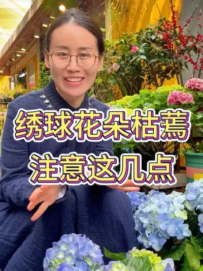 绣球花朵枯蔫，注意这几点#养花小知识 #绣球花 #绣球花的养殖方法 #花卉绿植 #绣球花的养护