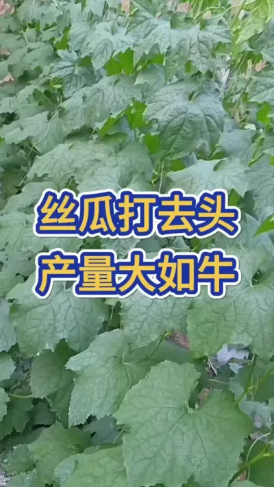 丝瓜打去头产量大如牛 #丝瓜 #丝瓜种植 #丝瓜高产种子 #服务三农支持三农 #三农
