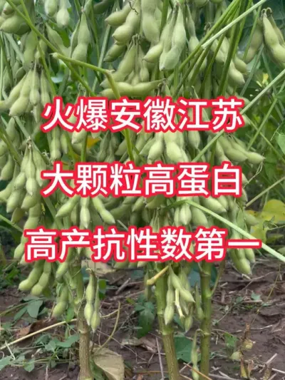 火爆江苏、安徽、湖北，大颗粒高蛋白大豆，高产抗性数第一 #服务三农支持三农 #优质农产品 #新农人计划
