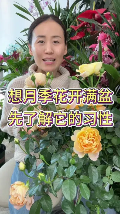 月季想花开满盆，要注意以下几点#月季 #花卉 #月季花 #爱生活爱养花 #花卉绿植
