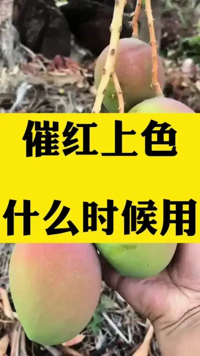 催红上色什么时候打比较好 #果树种植 #上色技巧
