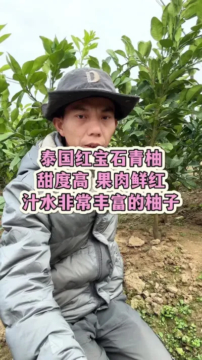 泰国红宝石青柚柚子中的汁水之王，甜度高果肉鲜嫩，值得种植 #果苗供应 #泰国红宝石青柚 #红宝石青柚