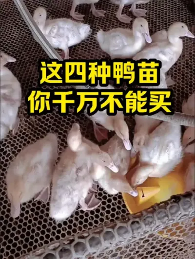 这四种鸭苗，你千万不能买 #抖音三农#养鸭#养殖