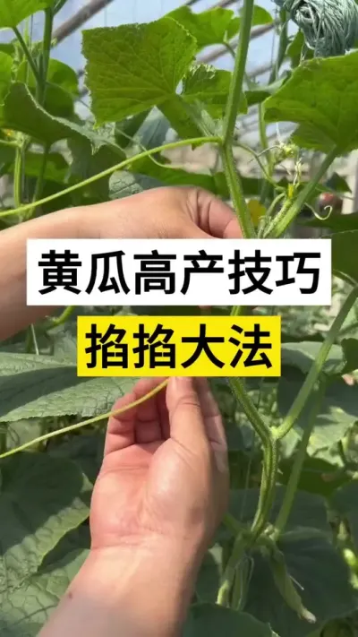 黄瓜高产技巧，掐掐大法 #黄瓜 #黄瓜高产种植 #黄瓜种植与管理 #服务三农支持三农 #三农