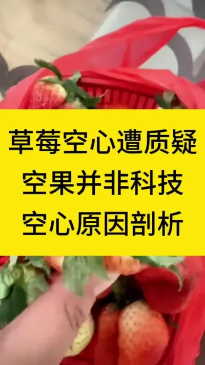 草莓空心遭质疑，空果并非科技，空心原因剖析#草莓种植 #种植草莓 #种菜小技巧 #草莓种植管理技术和方法 #种草莓
