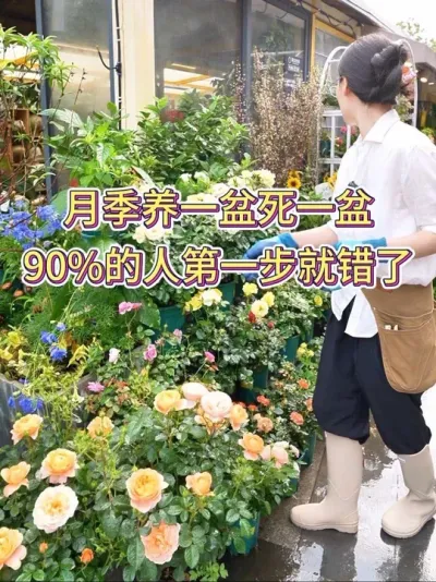 月季养一盆死一盆，90%的人第一步就做错了#月季 #月季养护 #养花小知识 #花卉绿植 #养花人的乐趣