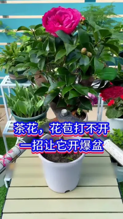 让茶花开花爆盆的秘密#茶花 #养花小知识 #英子园艺