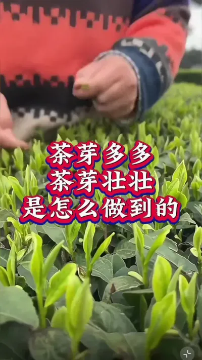 #召唤茶友 #抖音助农扶农 #茶树种植技术与管理 #茶是春天的仪式感 #春茶采摘
