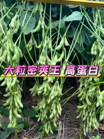 大粒密荚王，高蛋白 #三农种植 #服务三农支持三农 #三农 #增产增收才是硬道理 #大豆 @DOU+小助手 @DOU+上热门 @抖音小助手