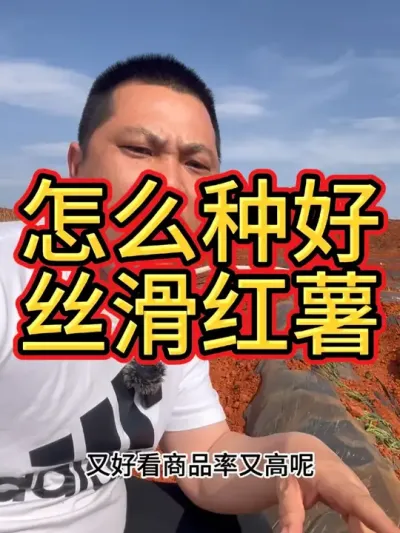 做视频很辛苦，给我点个赞好吗？你们还想了解什么品种的种植方法呀？#农业技术推广 #红薯种植 #农业种植技术 #农业种植 #红薯种植技术