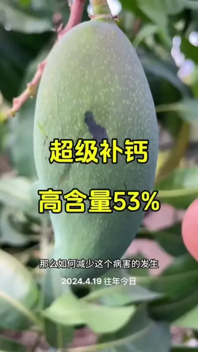 金煌芒水心果，凯特黑心果，热农蒂腐病，这些都解决了 #果园管理 #种植技术 #三农