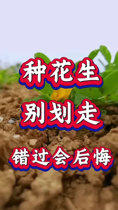 花生开花期应该怎样管理？#花生种植 #花生高产 #种花生 #花生种植管理技术 #花生高产种植