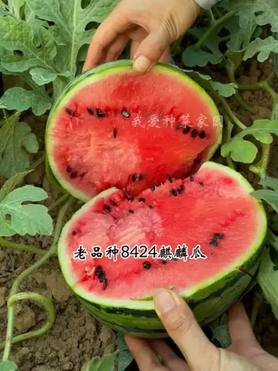 喜欢吃西瓜，推荐您种这个老品种 #田园生活 #我的小菜园 #8424西瓜