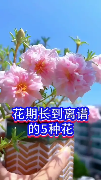 花期超长的5种花#养花小知识 #花卉绿植 #英子园艺