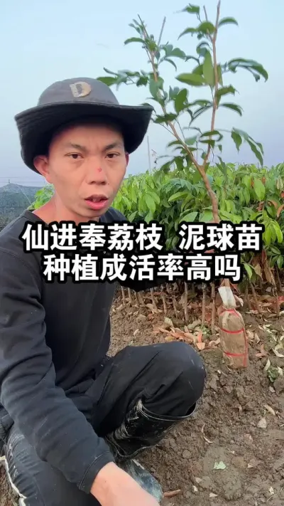 仙进奉荔枝2年的泥球苗，种植后成活率高吗？怕不怕太阳晒呢？ #荔枝苗 #仙进奉荔枝 #果苗供应
