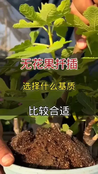 无花果扦插选择什么基质比较合适#无花果#种植小技巧