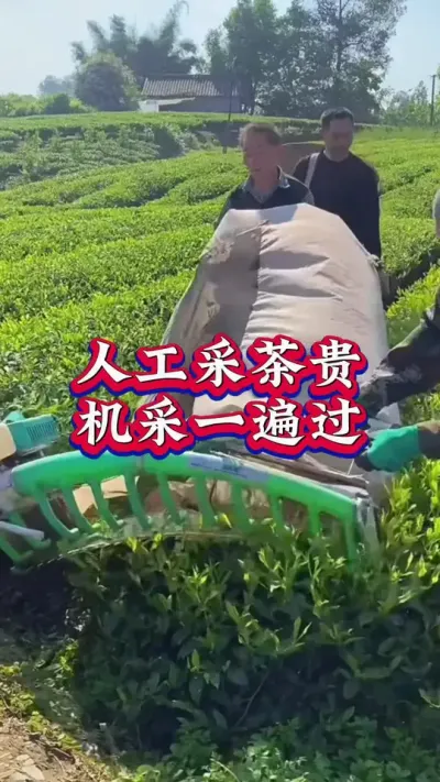 #茶树种植技术与管理 #茶 #茶人茶事茶生活 #采茶 #助力三农人工不好找机采更适合