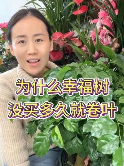 为什么幸福树没买多久就卷叶#幸福树 #幸福树的养护 #花卉绿植 #养花小知识 #种植小技巧