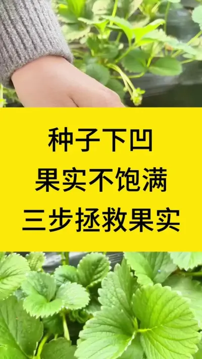 种子下凹，果实不饱满，三步拯救果实#种植草莓 #草莓种植 #草莓种植技术 #草莓种植管理 #草莓管理