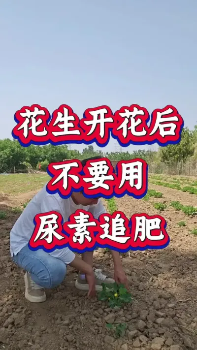 花生开花以后应该怎样追肥？#花生种植 #花生高产 #种花生 #花生种植管理技术 #花生高产种植