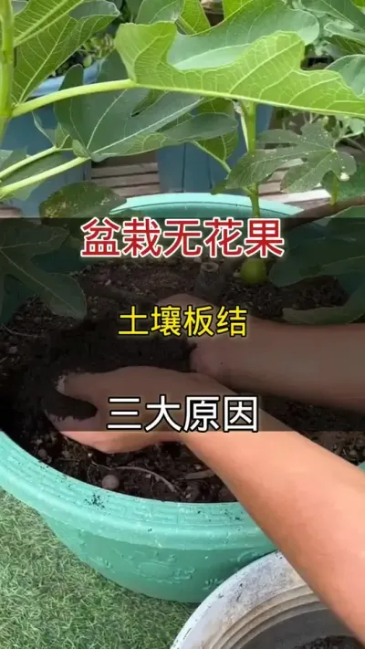 盆栽无花果土壤板结的三大原因#无花果#种植小技巧