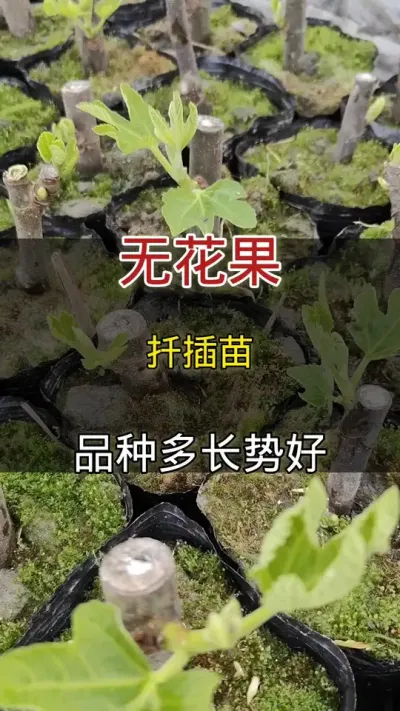 无花果苗#无花果#家庭种植
