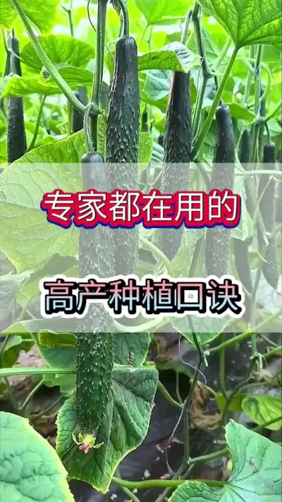 专家都在用的黄瓜种植口诀 #黄瓜 #黄瓜种植 #黄瓜高产种植 #服务三农支持三农 #三农