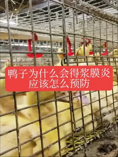鸭子为什么会得浆膜炎，应该怎么预防#鸭子 #肉鸭养殖 #养殖人加油 #养殖技术 #养鸭人