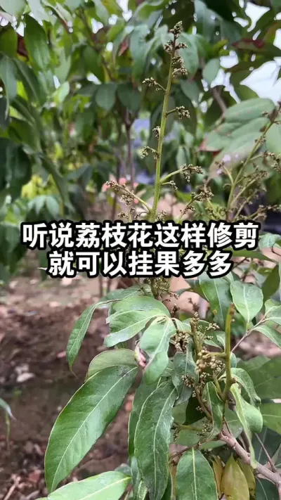 听说荔枝这样剪花，就可以挂果多多，大家看看对不对？ #荔枝树苗 #妃子笑荔枝 #果苗供应