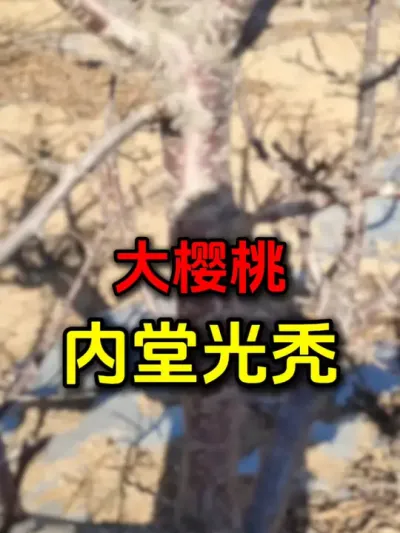 内堂光秃，光照很重要#果树修剪 #大樱桃修剪 #美早樱桃 #果树管理
