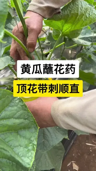 黄瓜蘸花药，顶花带刺顺直 #黄瓜 #黄瓜种植 #黄瓜高产 #黄瓜管理技术 #农业种植技术