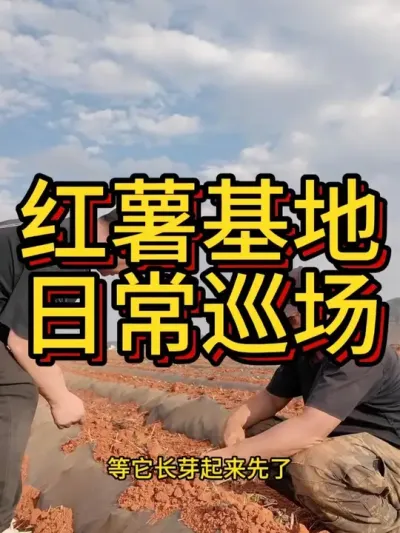 红薯基地的管理就是细之又细#农业种植 #红薯种植 #红薯种植技术 #节点施肥 #三农