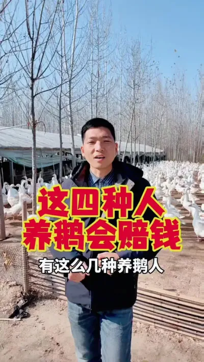 有这四种养鹅人，会赔钱的！#养鹅技术分享 #狮头鹅养殖 #养鹅人 #三农养殖 #东哥带你养鸭鹅