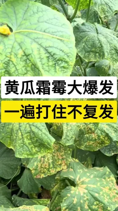 黄瓜霜霉大爆发，一遍打住不复发 #黄瓜 #黄瓜种植技术 #黄瓜高产种植 #霜霉病 #服务三农支持三农