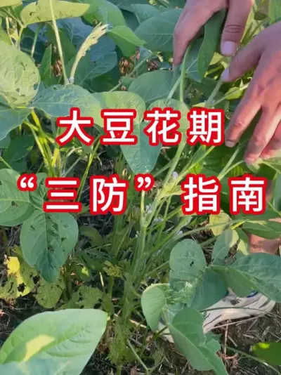 花期管理必须早！ #三农流量扶持计划 #农业植保知识分享 #大豆种植 #农业种植 #抖音助农