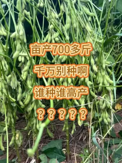 亩产700多斤，谁种谁高产 #服务三农支持三农 #大豆 #抖音小助手 #dou+小助手 #dou+上热门