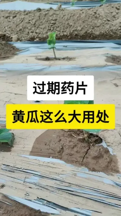 过期药片，黄瓜这么大用处 #黄瓜 #黄瓜高产种植 #黄瓜种植与管理 #服务三农支持三农 #三农