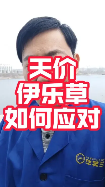 面对天价的伊乐草该如何应对呢！分享解决方案！#大闸蟹养殖#河蟹养殖#螃蟹养殖 #大闸蟹#抖音助农