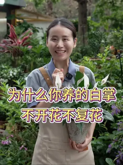 为什么你养的白掌不开花不复花#白掌 #白掌又叫一帆风顺 #白掌养护知识 #养花小知识 #花卉绿植