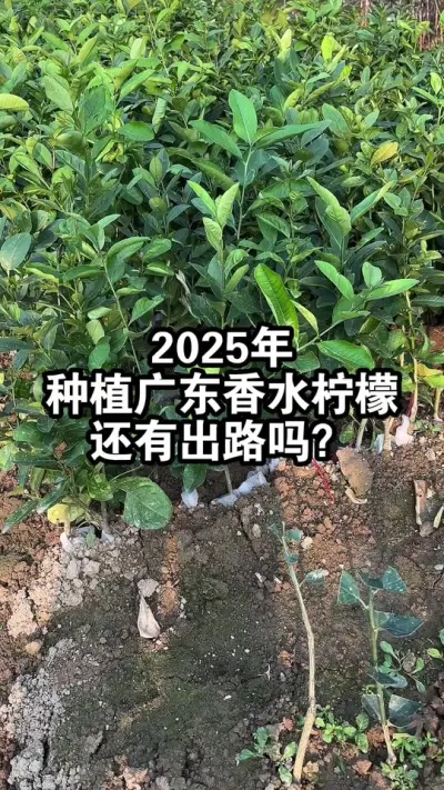 2025年种植广东香水柠檬，还有出路吗？ #果苗供应 #香水柠檬 #广东香水柠檬