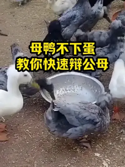 母鸭不下蛋，教你快速辩公母 #抖音三农#养鸭#养殖