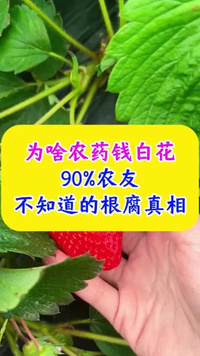 为啥农药钱白花 90%农友不知道的根腐真相#种植小技巧 #农业种植技术 #农业种植 #根腐病 @DOU+小助手