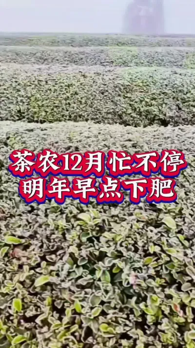 #抖音助农扶农 #茶树 #茶农 #茶树种植技术与管理 #茶园施肥